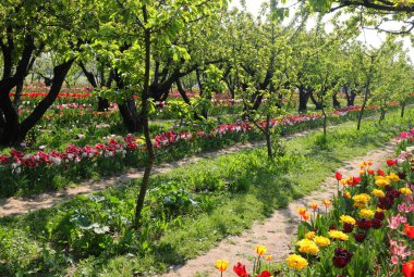 Çiçek açan laleler ve baharda insanlar olmadan çeşitli renkler ve ağaçlarla dolu bir bahçe.