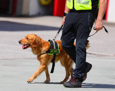 Trajedinin ardından kaybolan insanları arama çalışmaları sırasında K9 UNIT metniyle birlikte köpek biriminin moleküler köpeği.