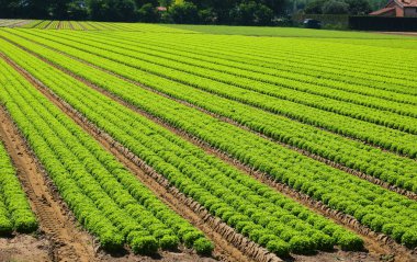 Verimli drenaj için verimli topraklarda taze yeşil marul yetiştirmek ve yazın su blokçuluğunu önlemek için.