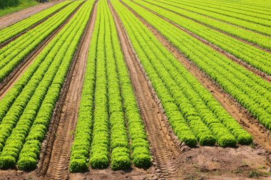 Verimli drenaj için verimli topraklarda yeşil marul yetiştirmek ve zararlı su odunlarını önlemek için.