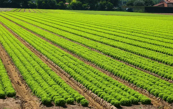 Verimli drenaj için verimli topraklarda taze yeşil marul yetiştirmek ve yazın su blokçuluğunu önlemek için.