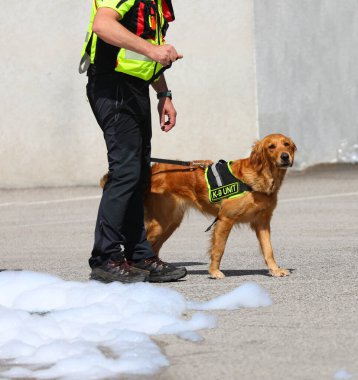 Köpek Takımı 'nın köpeği K9 yazısıyla birlikte korkunç trajediden sonra kayıp kişileri ararken...