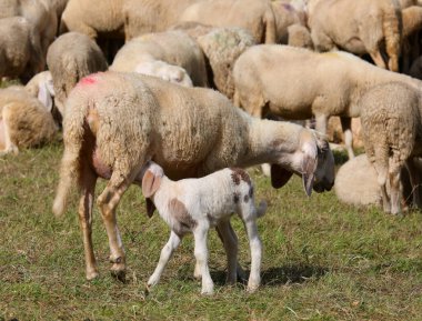 Emzirme döneminde anne koyunundan emziren genç kuzu sürüsünün ortasında.