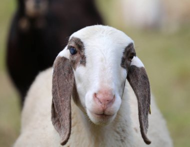 Uzun kulaklı nazik bir koyunun doğrudan kameraya bakan portresi.