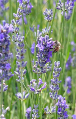 worker bee sucking nectar from the lavender flower in field ito produce great healthy organic honey clipart