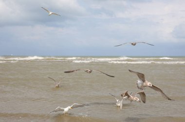 seagulls with outstretched wings flying over the sea In search of food and small fish attacking each other clipart