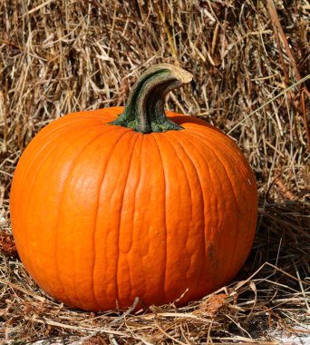 Büyük turuncu balkabağı. Cadılar Bayramı için biçilmiş kaftandır.