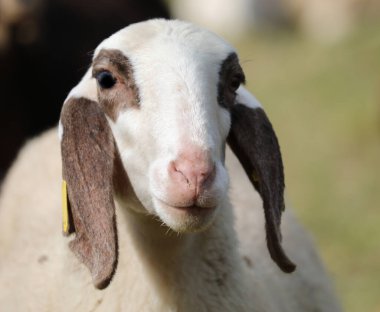 Kameraya bakan uzun kulaklı genç bir koyunun portresi