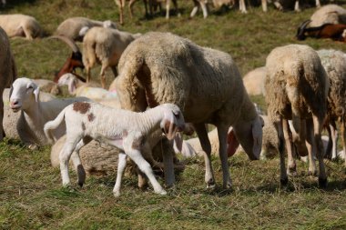 Annesi tarafından emzirilen genç kuzu büyük bir koyun sürüsünün içinden geçiyor.