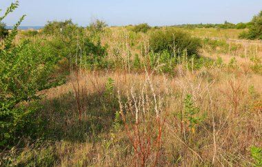 typical shrubs and small plants some dry typical of mediterranean scrubland in summer with no people around clipart