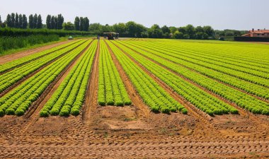 Kimyasal mantar ilaçları kullanmadan taze marul başlarının yoğun ekili olduğu geniş bir alan. Ama sadece organik gübreler.