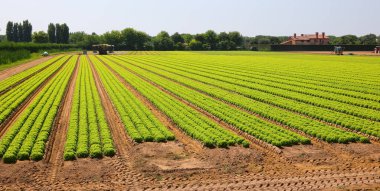 field of intensive cultivation of green heads of fresh lettuce without using chemical fungicides but only natural organic fertilizers clipart