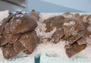 Balıkçı dükkanındaki buz tezgahında taze ince balık yakalandı.