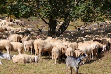 Sıcak yaz mevsiminde bir sürü koyun ve keçi otluyor ve ağacın altında gölge arıyor.