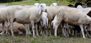 large flock of sheep with fluffy white wool grazing in a field clipart