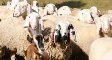 Büyük bir koyun sürüsü tüylü beyaz yün ve ön planda bir keçi otluyor.