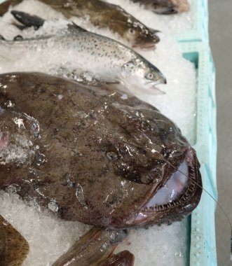 Balıkçının balık dükkanının buz tezgahında yakalanan büyük taze maymunbalığı.