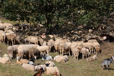 Büyük bir koyun sürüsü ve keçi sürüsü yazın huzurlu bir kırsal alanda bir ağacın altında gölge ararken otluyor.