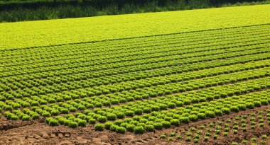 Çok büyük yeşil marul tarlaları ve uzun, düzgün sıralı gür kafaları var.