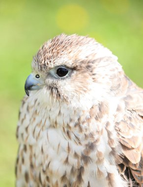 Saker  falcon watches over its territory with a sharp eye, set against a lush green natural background clipart