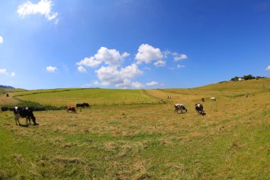 Süt inekleri, platodaki çayırlarda otluyor. Doğanın ortasında, mavi gökyüzü ve bazı bulutlarla.