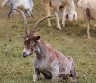 Uzun boynuzları olan yetişkin keçi sürüsünün koyunlarıyla çevrili çimenlerin üzerinde yatıyor.