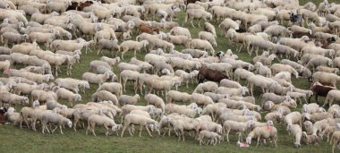 Bir sürü koyun kuzusu ve keçi otlağın ortasında otluyor.