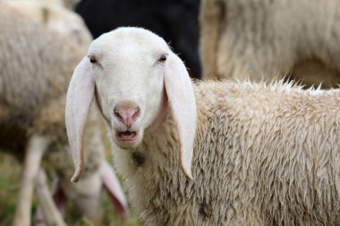 Beyaz kulaklı ve tüylü kürklü koyunlar doğrudan kameraya bakıyor.
