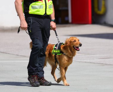 Vicenza, VI, İtalya - 23 Mayıs 2024: İtalyan şehrinde K9 veya SAR Arama Kurtarma adlı köpek labrador köpekli adam