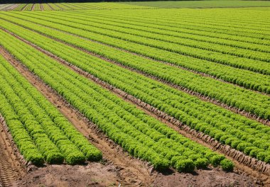 Yaz boyunca kumlu topraklarda düzenli sıralarda yeşil marul yetiştirmeye adanmış geniş tarım arazileri