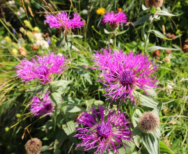 Centaurea Jacea 'nın birçok çiçeği ayrıca kahverengi knapweed ya da Fiordaliso Durpione olarak da adlandırılır.