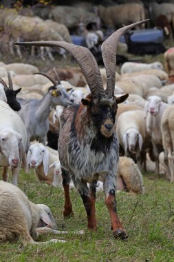 goat with extremely large horns that appears to be the leader of a flock of sheep clipart