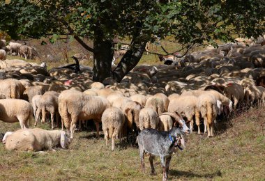 Orta Doğu 'da serin kalmak için bir ağacın altında gölge arayan koyun ve keçi sürüsü.