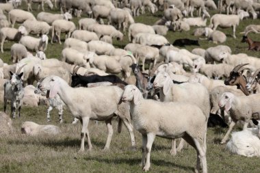 Sürüdeki bir çok beyaz tüylü koyun yeşil yamaçta otluyor.