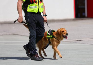 Vicenza, VI, İtalya - 23 Mayıs 2024: zor durumlarda kaybolan insanları arama çalışmaları sırasında italyan itfaiyeciler takan eğitimli bir köpek.