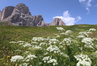 Chaerophyllum hirsutum ya da chaerophyllum aureum denilen beyaz çiçekler Avrupa Alplerinde yaz mevsiminde yüksek dağlarda çiçek açarlar.