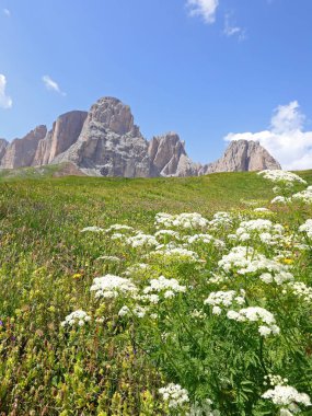 Yazın arka planda chaerophyllum hirsutum ve Avrupa Alpleri 'nin beyaz çiçekleri