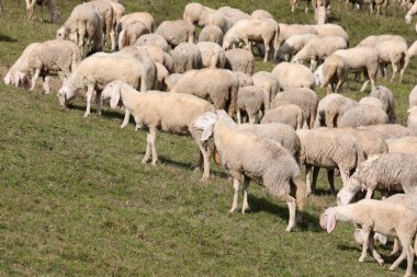 Büyük bir koyun sürüsü ve birkaç keçi yeşil bir yamaçtaki çayırda otluyor sakin ve huzurlu bir manzara yaratıyorlar.