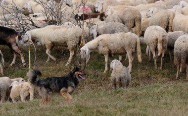 Çoban köpeği tarlada otlarken sürüdeki beyaz koyunları dikkatlice izliyor.