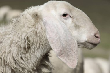 Profili kapat Genç beyaz koyun uzun kulaklı