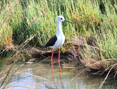 Siyah kanatlı stilt denilen kuş ya da himantopus himantopus gölette uzun bacakları olan.