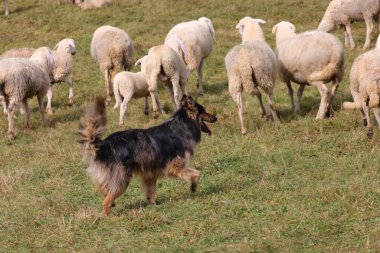 Otlaktaki beyaz koyun sürüsünü korumaya adanmış çoban köpeği.