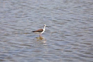 Siyah kanatlı yapışkan kuş himantopus himantopus da İtalyan dilinde süvari İtalya olarak da bilinir.