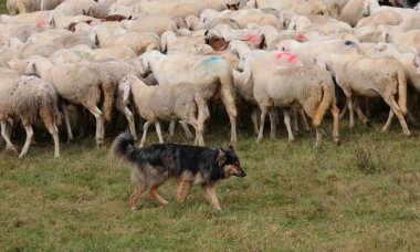 Otlakta huzur içinde otlayan büyük bir koyun sürüsünü korumaya adanmış çoban köpeği.