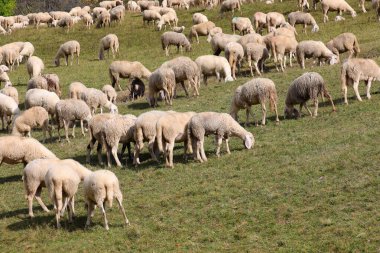 Beyaz koyun sürüsü bir dağ çayırında yeşil çimlerde otluyor.