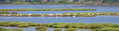 Göç mevsiminden önce sığ göletleri ve küçük gölleri olan sulak bir alanda büyük bir flamingo kuşu grubu.