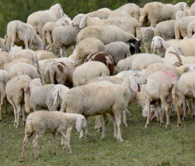 Sürüdeki birçok beyaz koyun tepedeki çayırlarda otluyor.