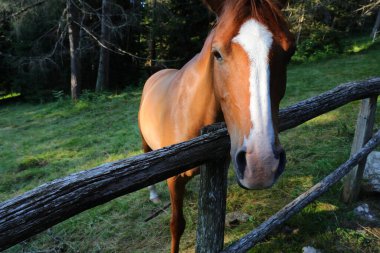 long muzzle of the white and brown horse behind the fence of the enclosure in the middle of the forest clipart