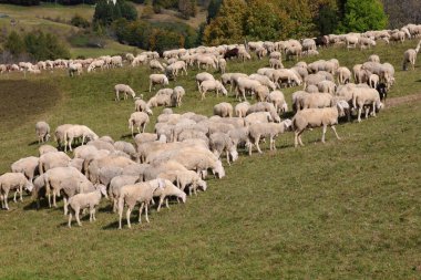 Dağlardaki yeşil çayırlarda otlayan tüylü koyun sürüsü.