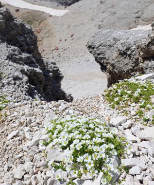 Beyaz çiçekler CERSTIUM olarak da adlandırılır fare kulaklı cickweeds dağlarda ve derin uçurum